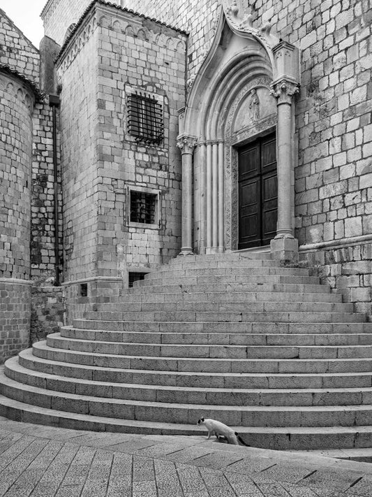 Cat Sauntering, Dubrovnik, Croatia