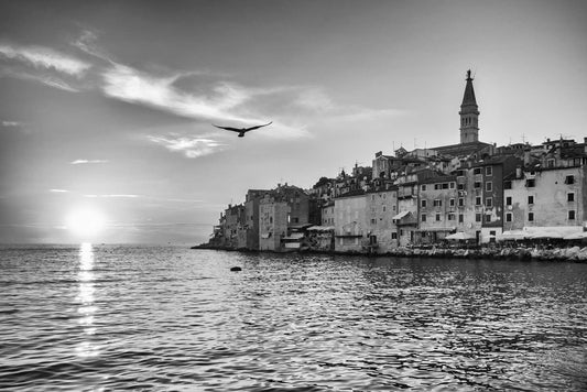 Single Gull Hovering, Rovinj, Croatia