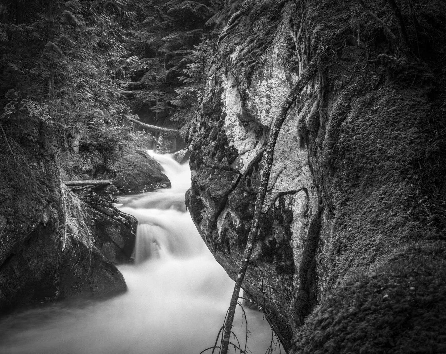 Kokanee Creek, 1992