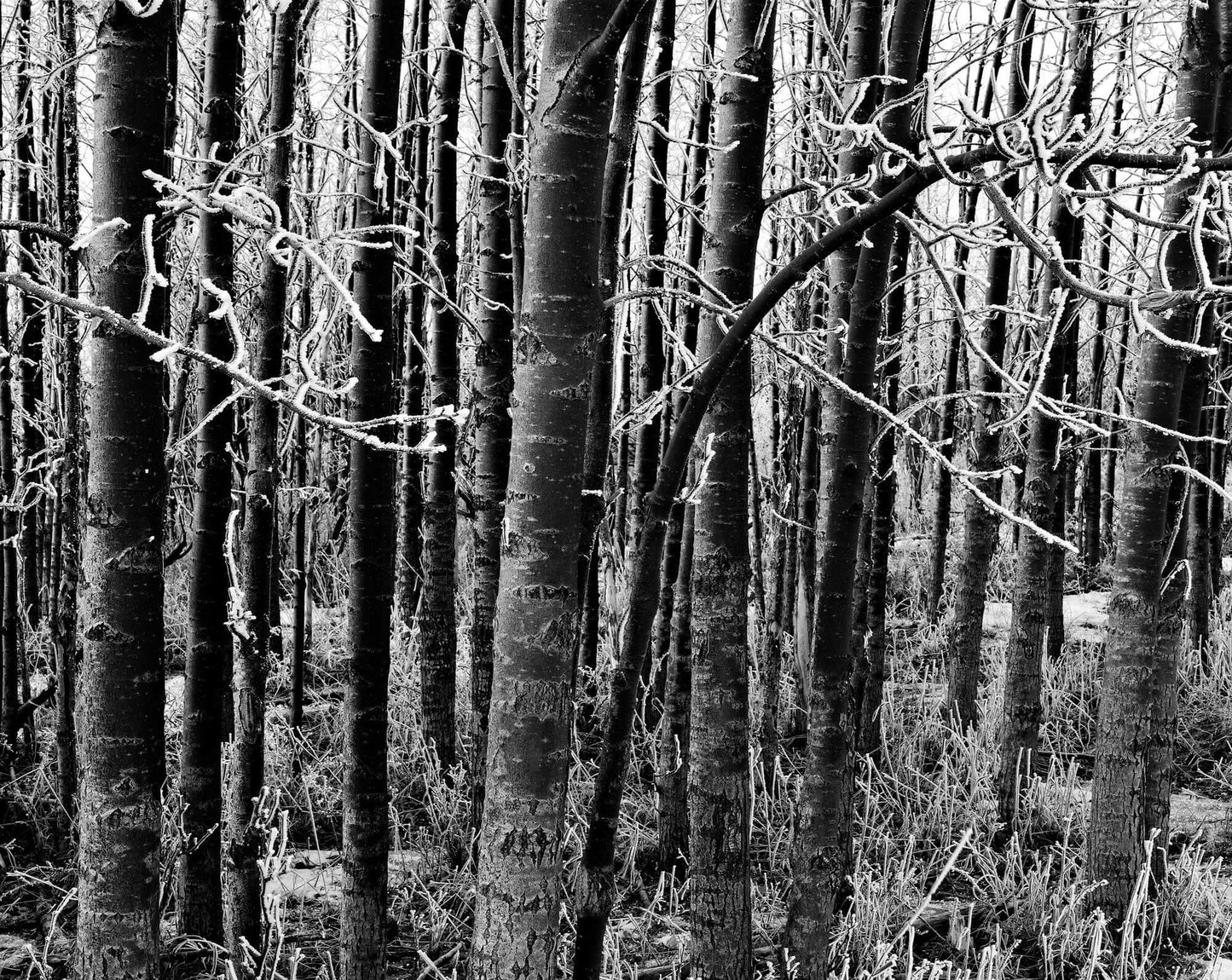 Black Aspen Trunks, Hoar Frost, 2004