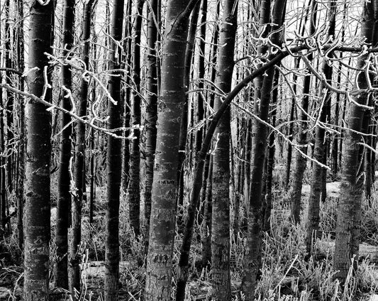 Black Aspen Trunks, Hoar Frost, 2004