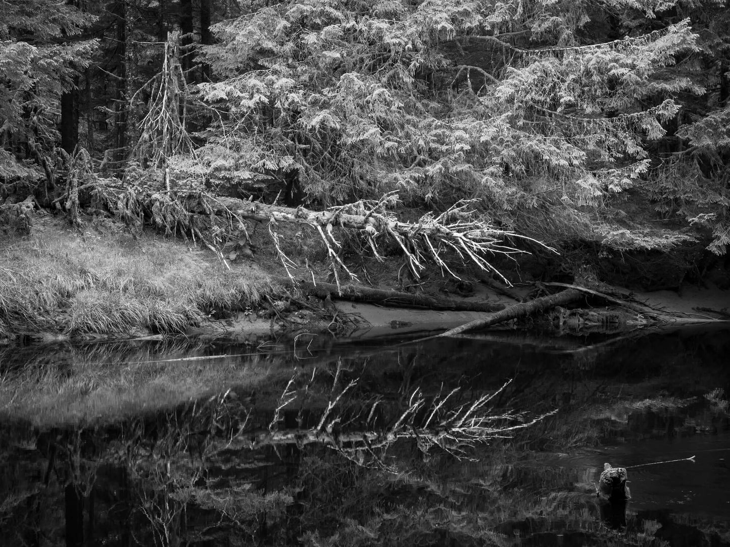 Golden Spruce Carcass, Haida Gwaii, 2012