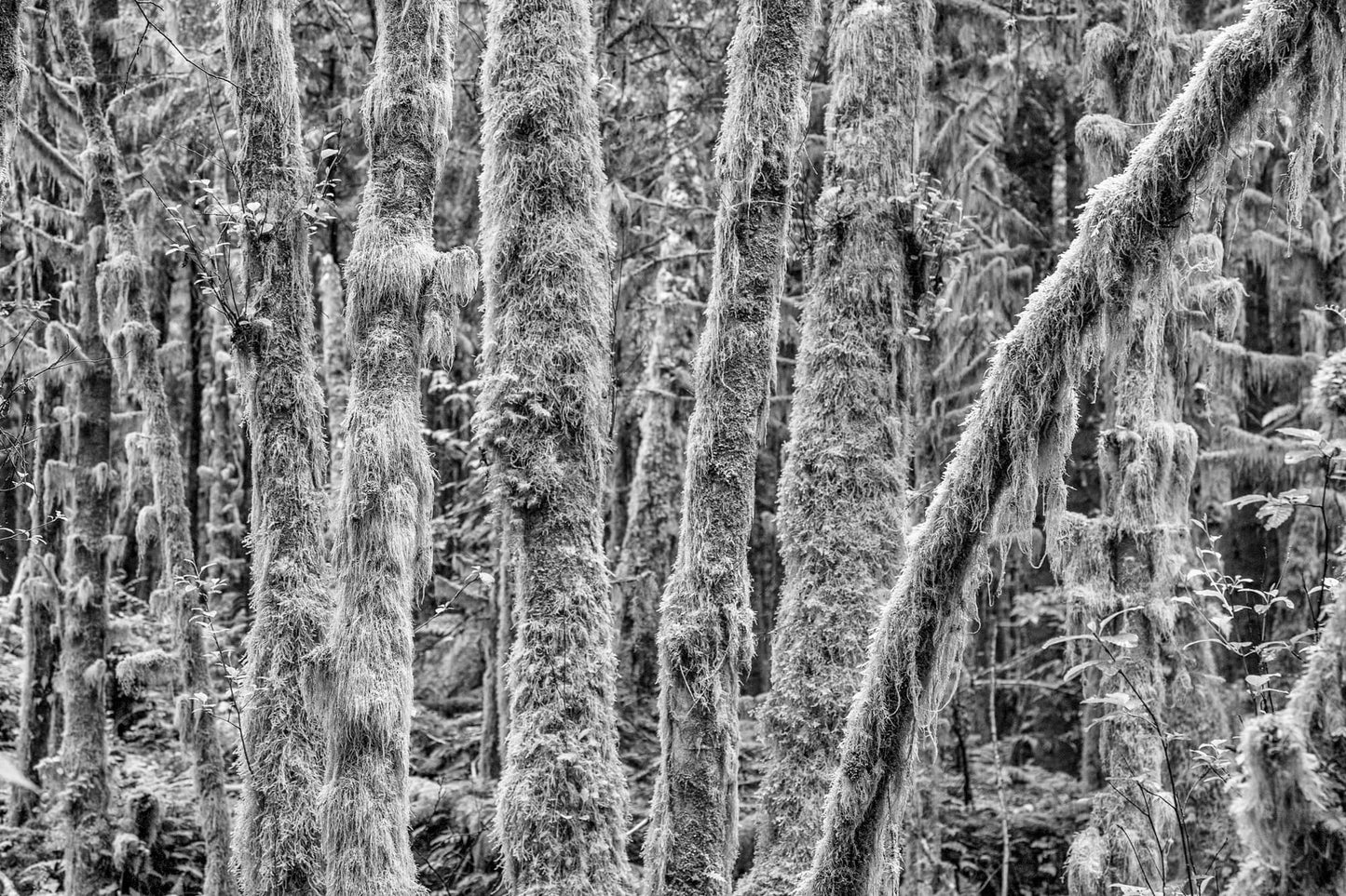 Impenetrable, Forest and Moss, Haida Gwaii, 2012