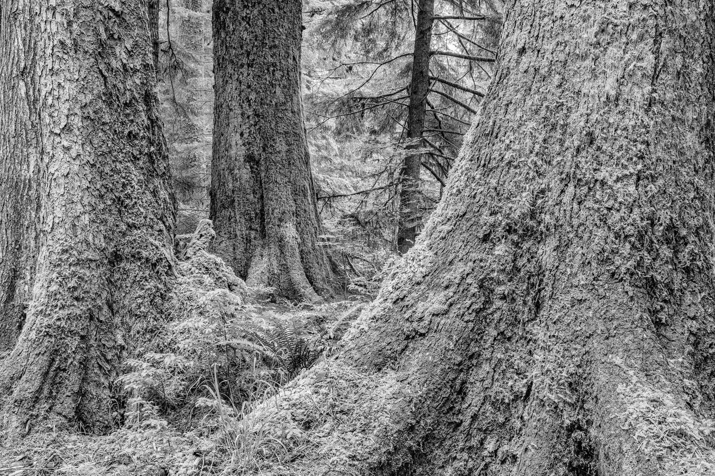 At the Foot of Greatness, Haida Gwaii, 2012