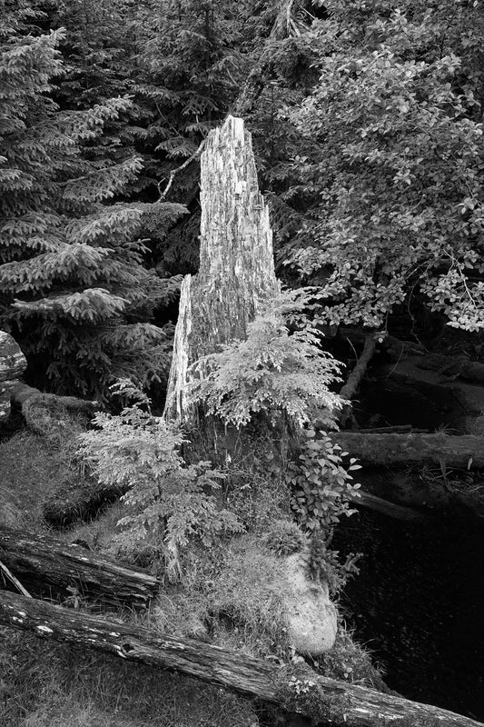 Sitka Spruce Stump, Haida Gwaii, 2012