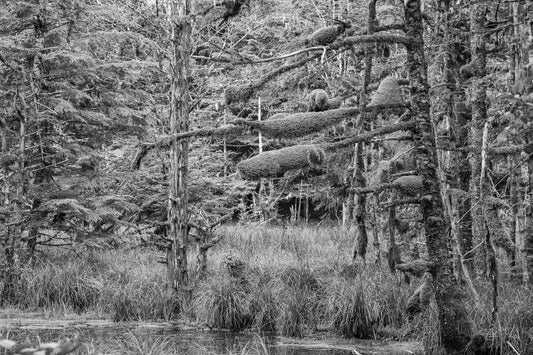 Swamp, Haida Gwaii 2012