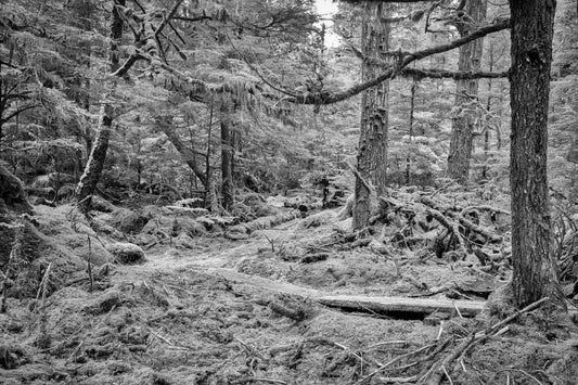 Forest Path, Haida Gwaii, 2012