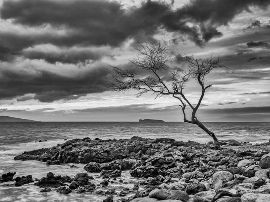 Sentinel, La Peruse Bay, Kihei, Maui  2019