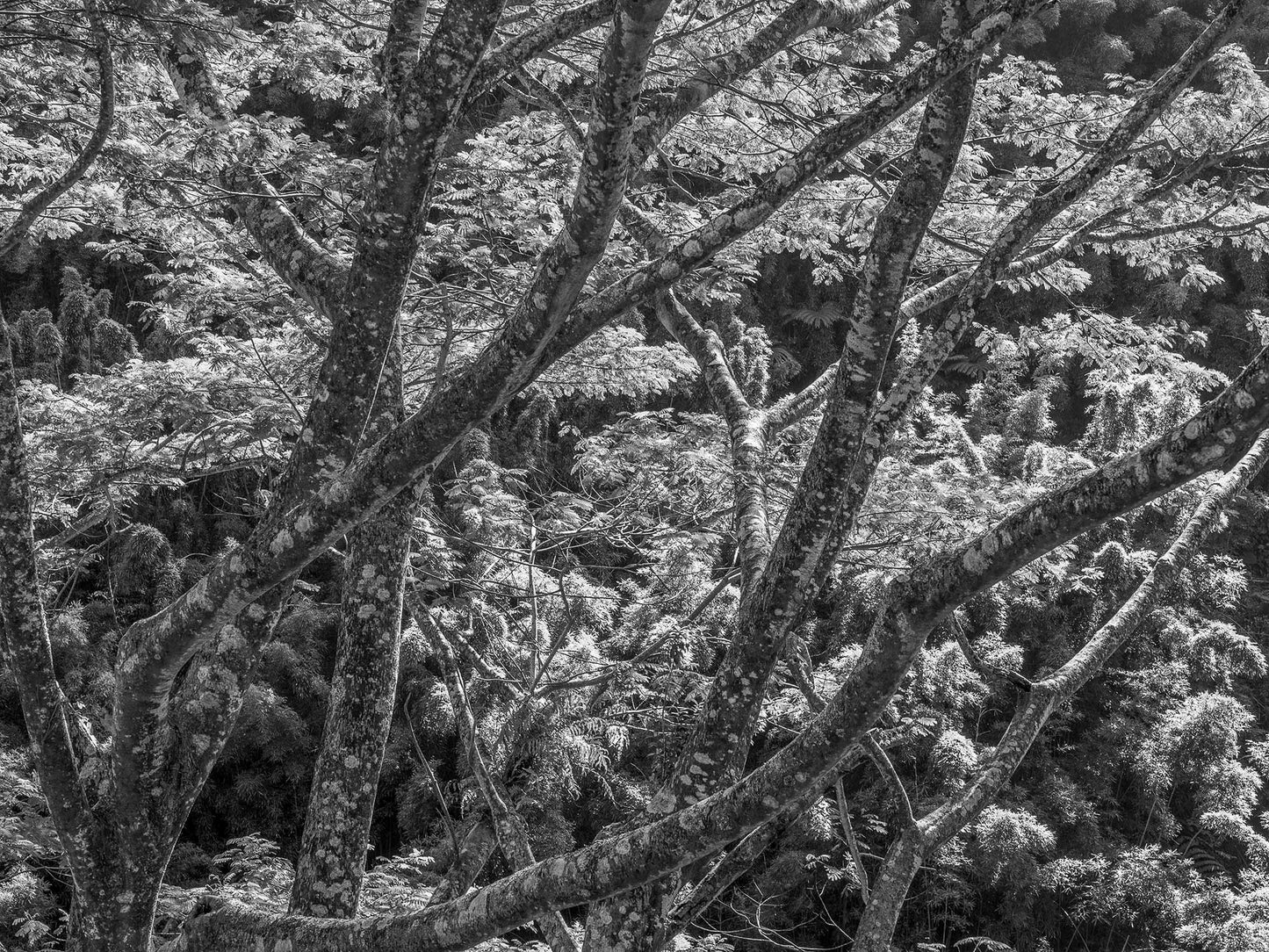 Canopy, Hana Highway, Maui  2019