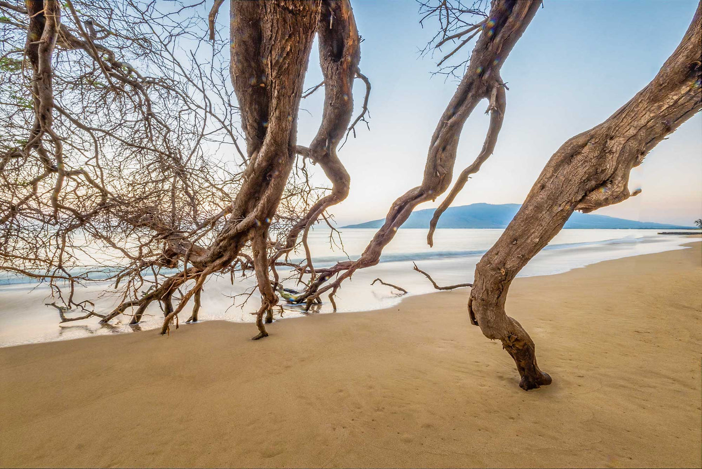 A Drapery of Branches, Kihei, Maui  2023