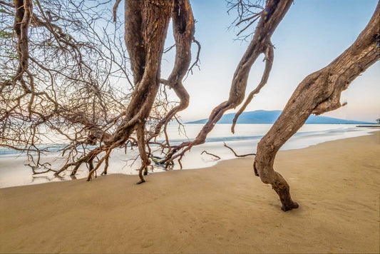 A Drapery of Branches, Kihei, Maui
 2023