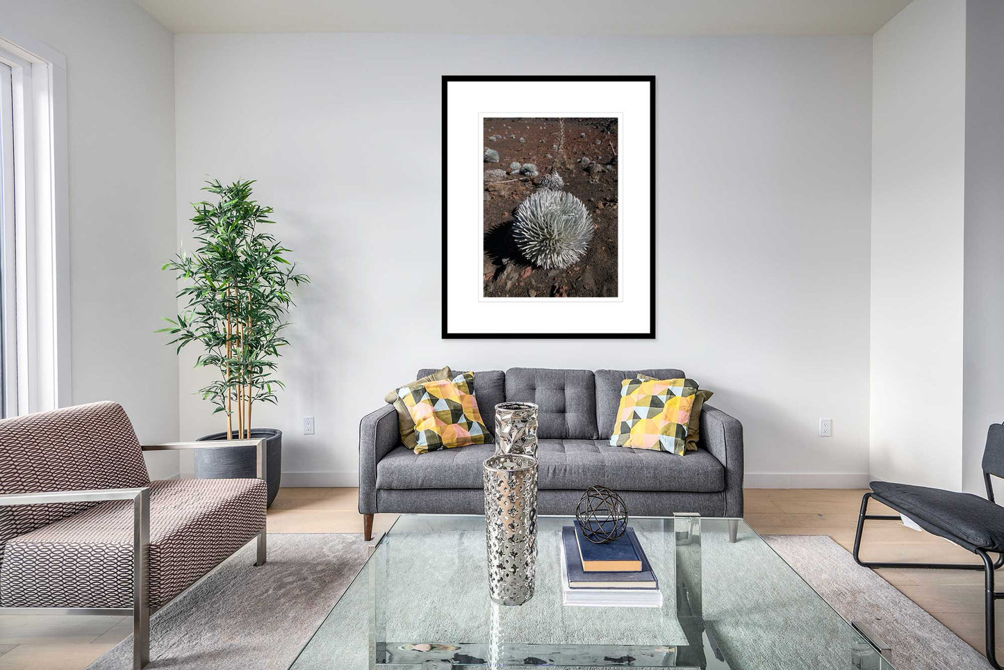 Silversword, Haleakala Crater, Maui
2023