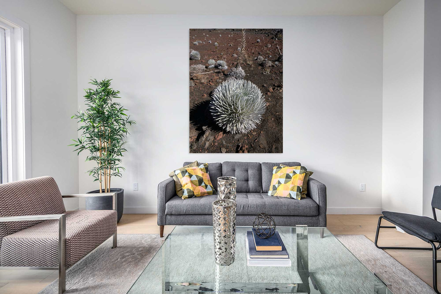 Silversword, Haleakala Crater, Maui
2023