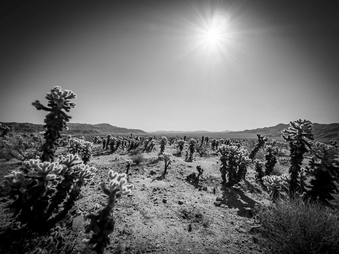 Cholla Cactus Garden, Joshua Tree National Park 2019