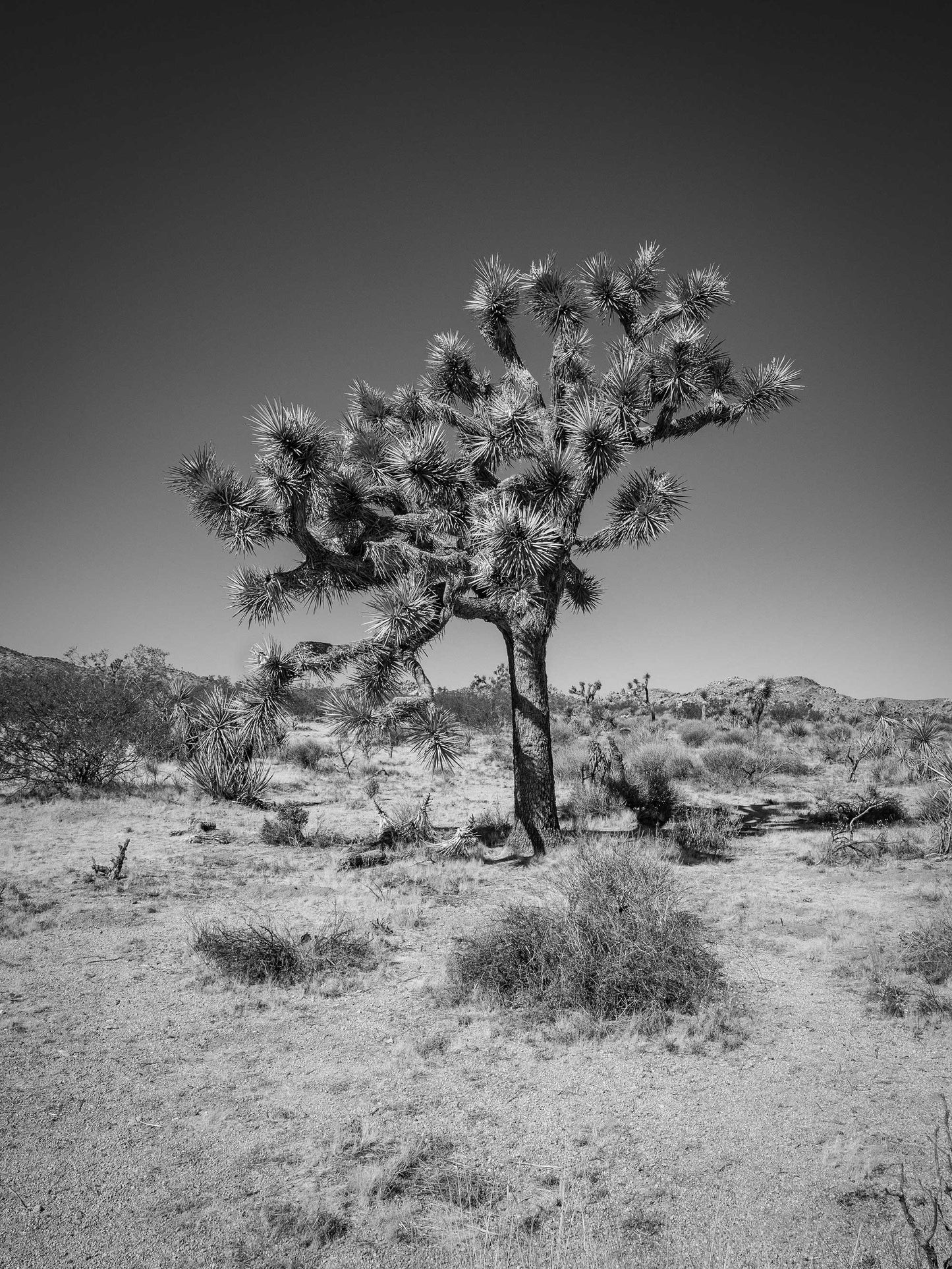 Sentinel #1, Joshua Tree National Park 2019