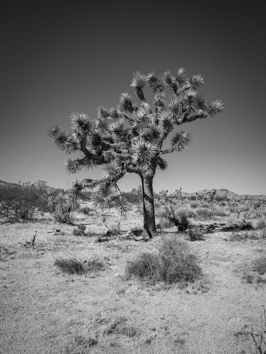 Sentinel #1, Joshua Tree National Park 2019