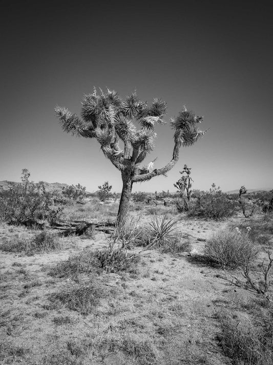 Sentinel #3, Joshua Tree National Park 2019