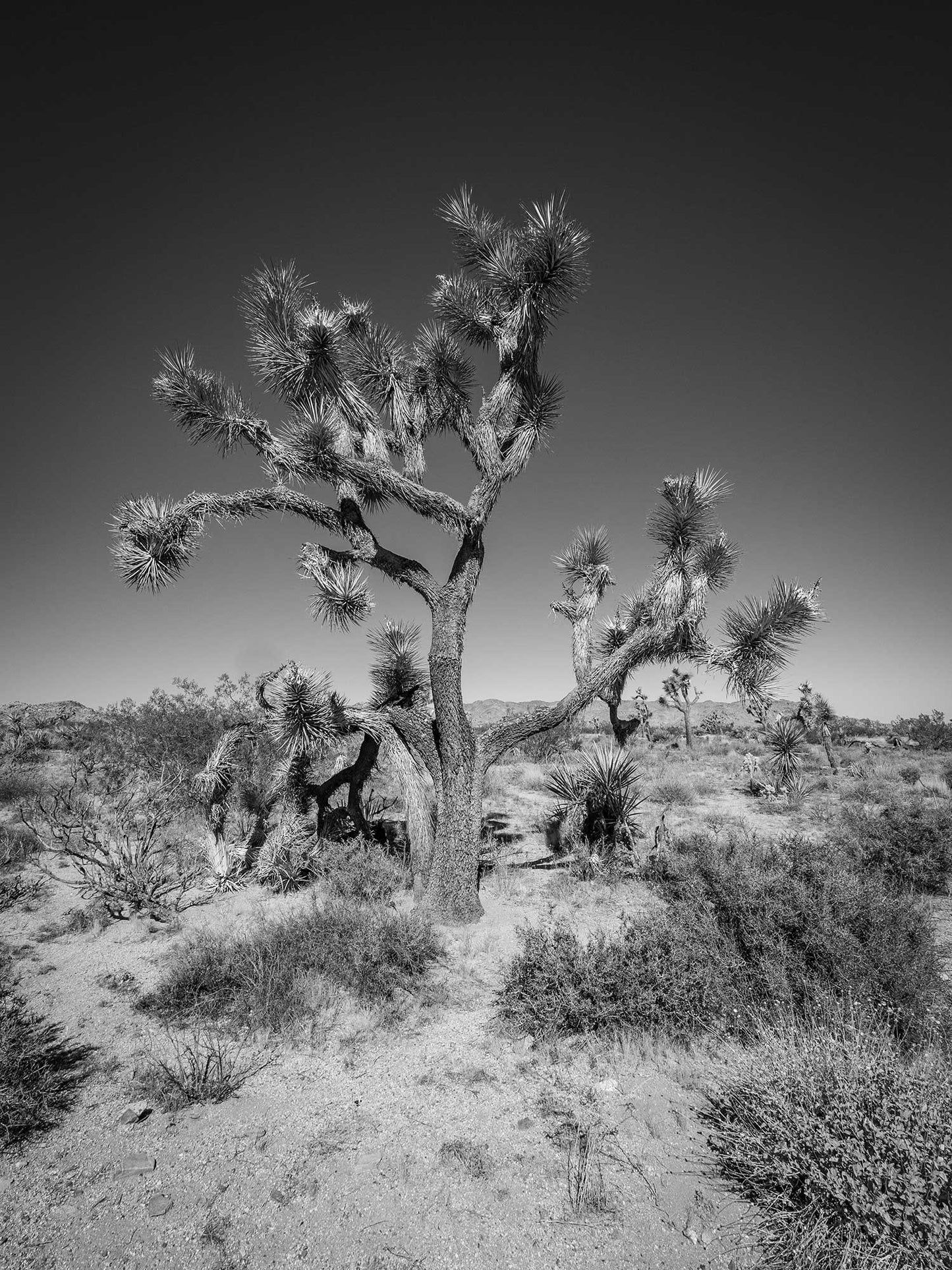 Sentinel #4, Joshua Tree National Park 2019