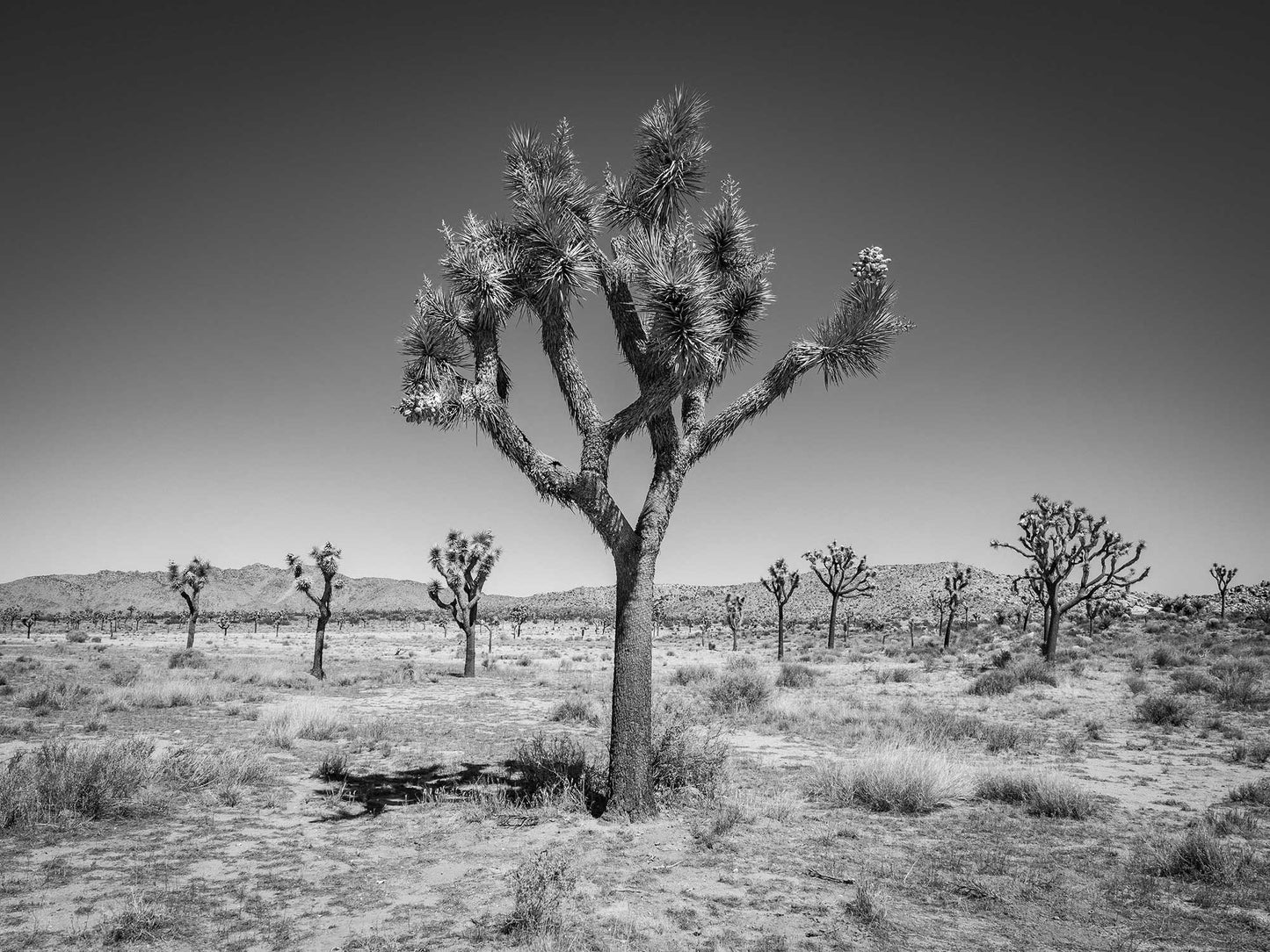 Joshua Forest #1, Joshua Tree National Park 2019