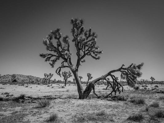 Joshua Forest #4, Joshua Tree National Park 2019