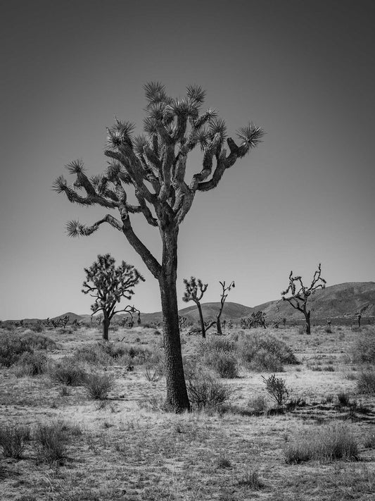 Joshua Forest #2, Joshua Tree National Park 2019