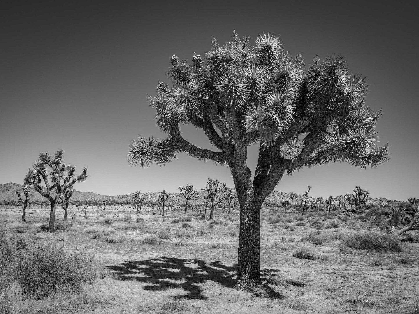 Joshua Forest #3, Joshua Tree National Park 2019