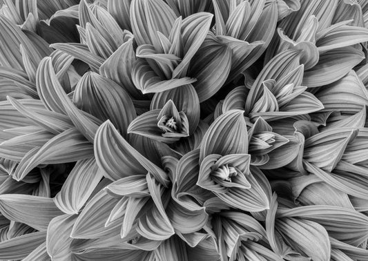 Corn Lilly Unfurling, Alberta 2015