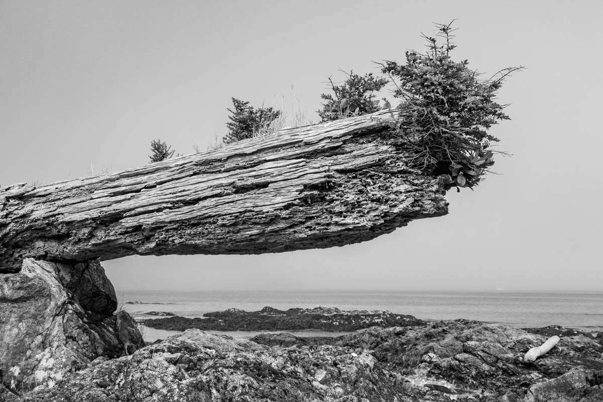 New Growth Over Old, Broken Group Islands 2018