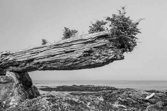 New Growth Over Old, Broken Group Islands 2018