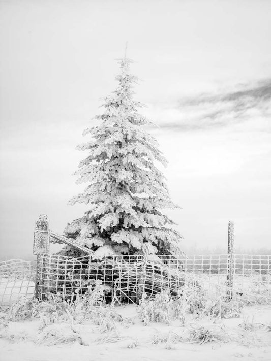 Heavy Hoar Frost, Cochrane, Alberta 2014