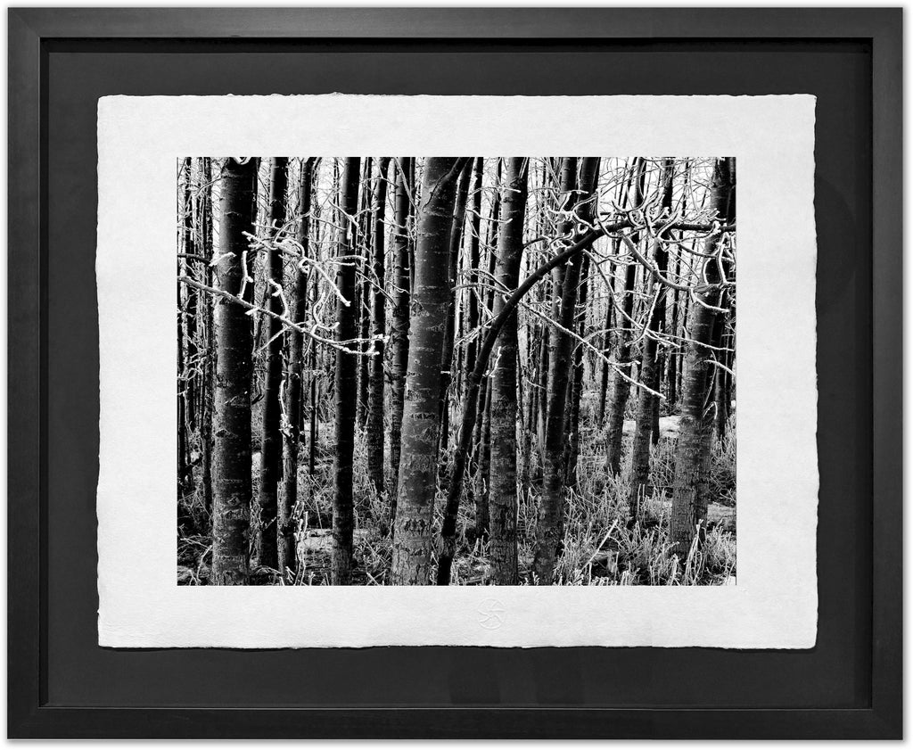 Black AspenTrunks, Hoar Frost 2004