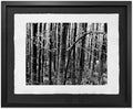 Black AspenTrunks, Hoar Frost 2004