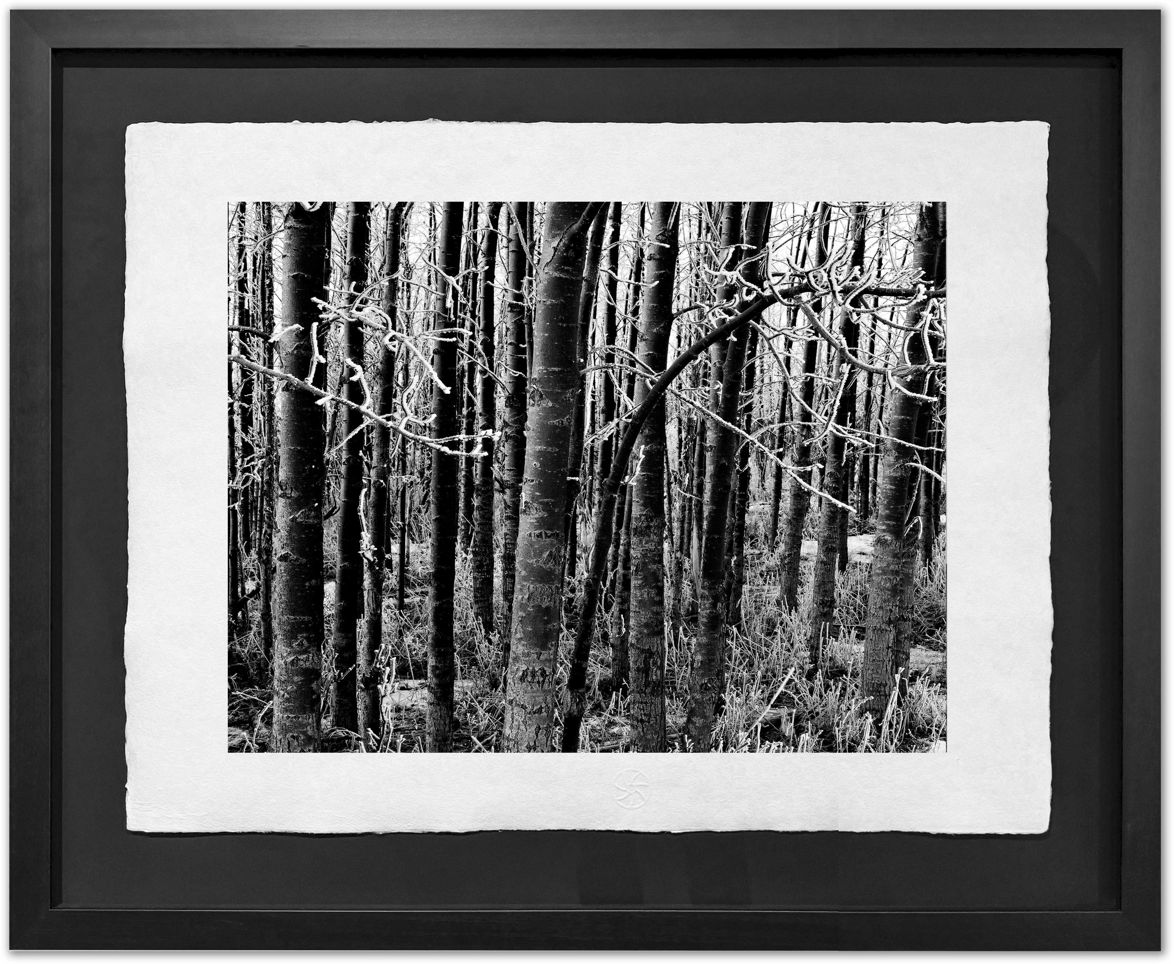 Black AspenTrunks, Hoar Frost 2004