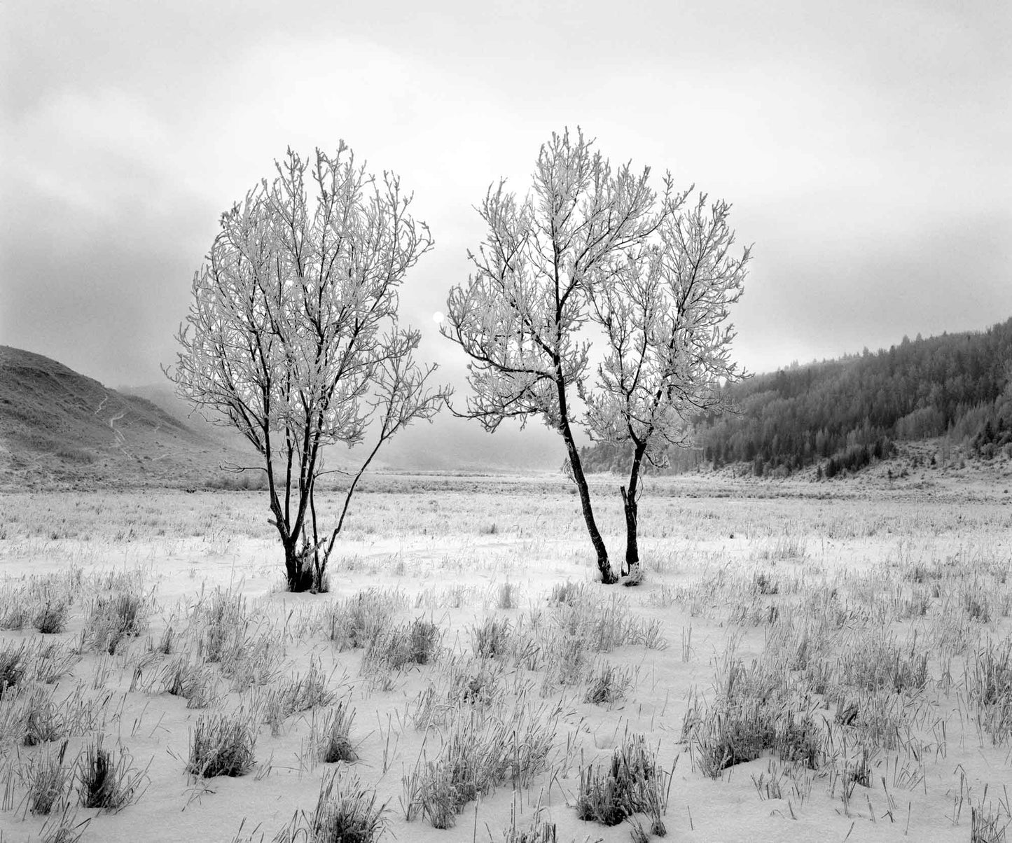 Two Trees, Hoarfrost, 2001