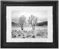 Two Trees, Hoarfrost, 2001