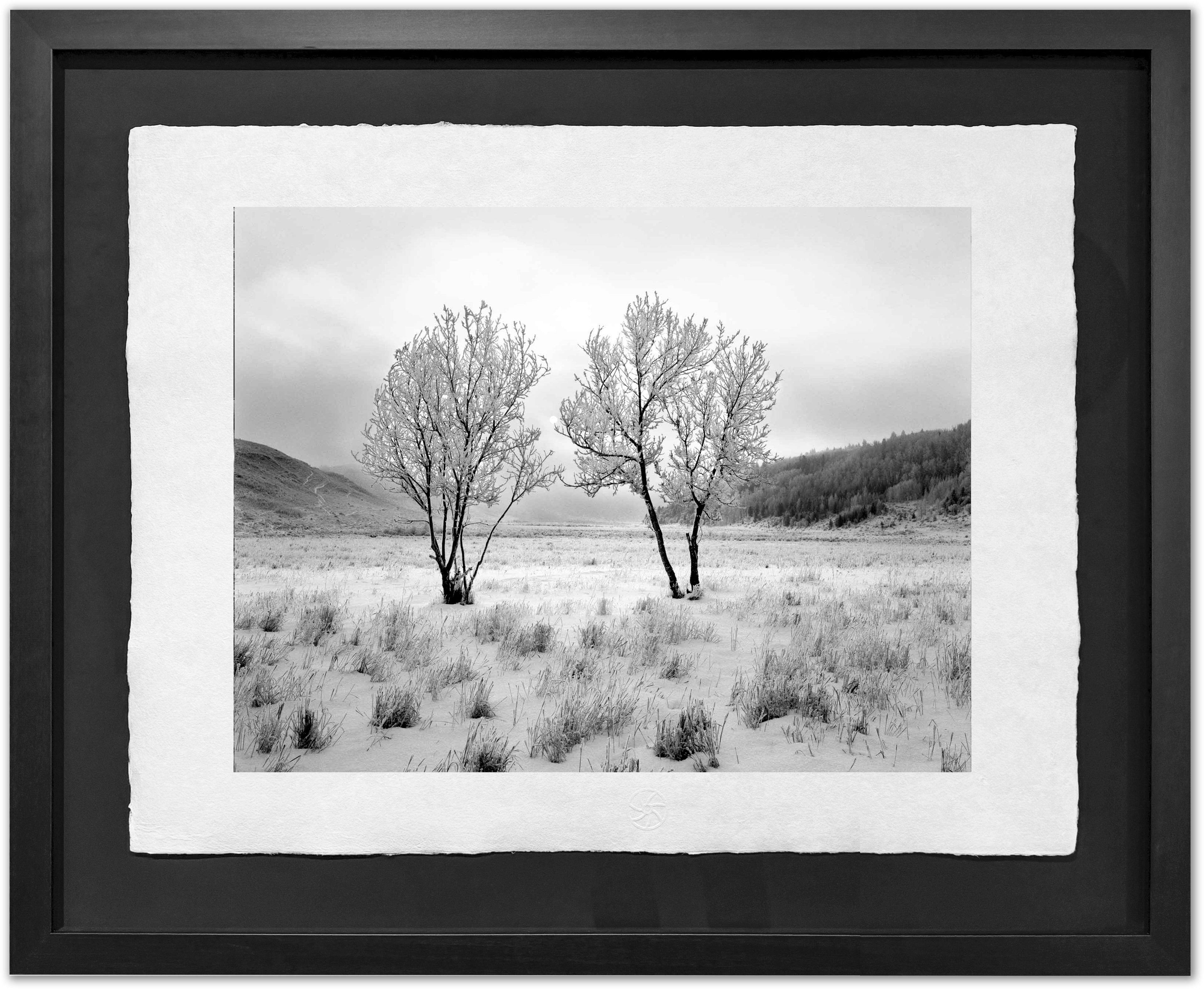Two Trees, Hoarfrost, 2001