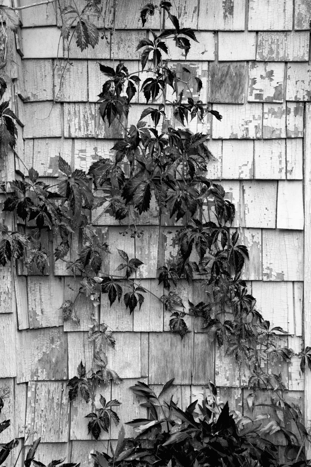 Hudson's Bay Shed