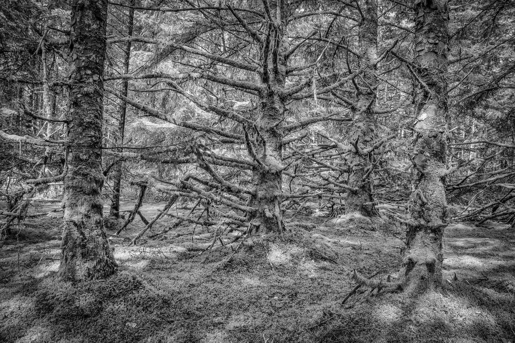 Sitka Spruce Forest, Haida Gwaii, 2012