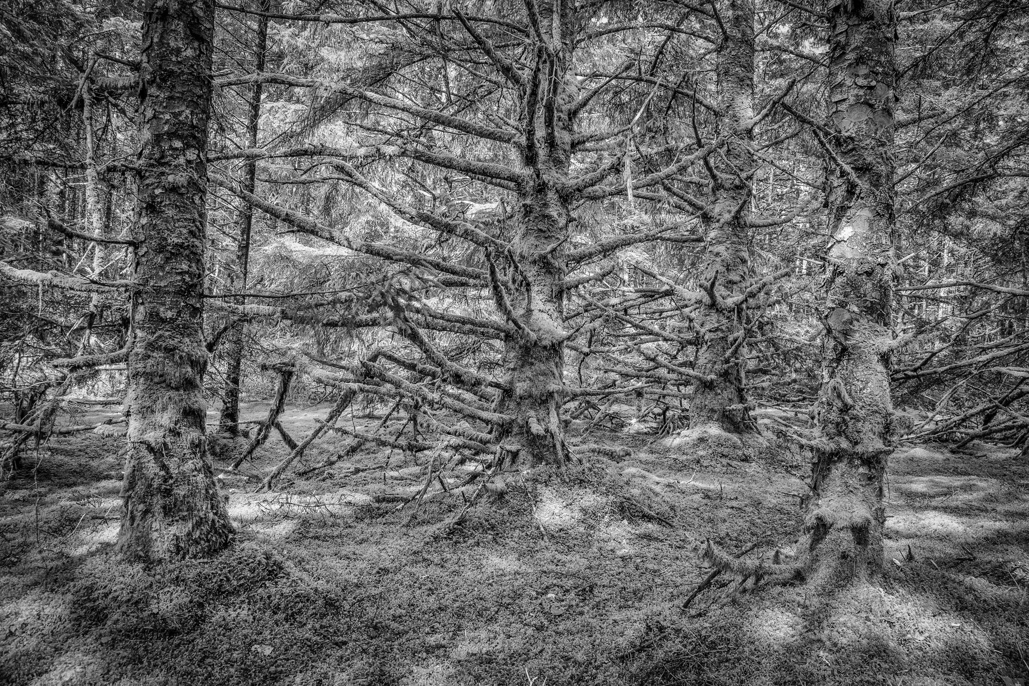 Sitka Spruce Forest, Haida Gwaii, 2012