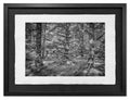 Sitka Spruce Forest, Haida Gwaii, 2012