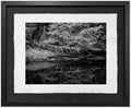 Spirit of the Golden Spruce, Haida Gwaii, 2012