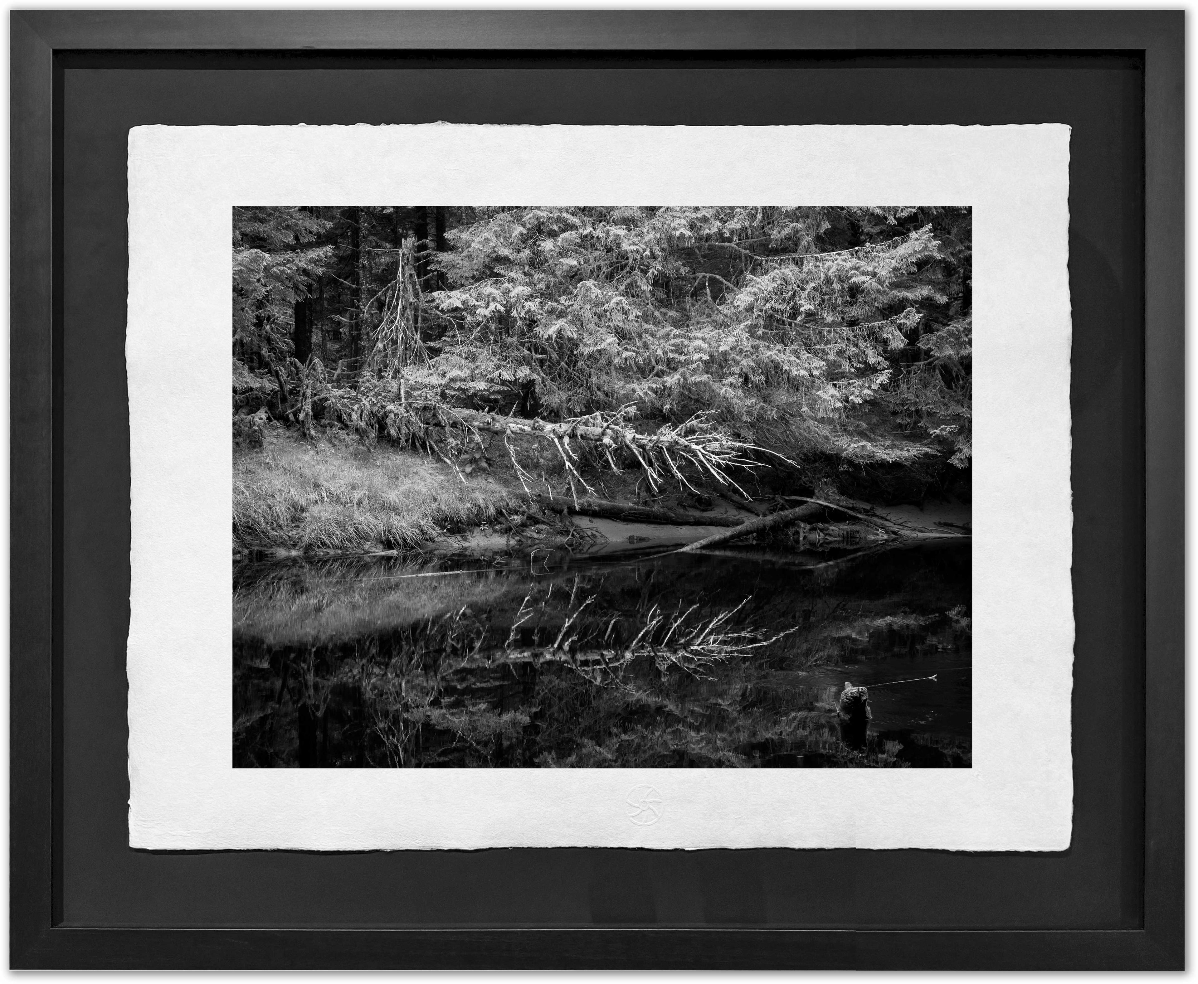 Spirit of the Golden Spruce, Haida Gwaii, 2012