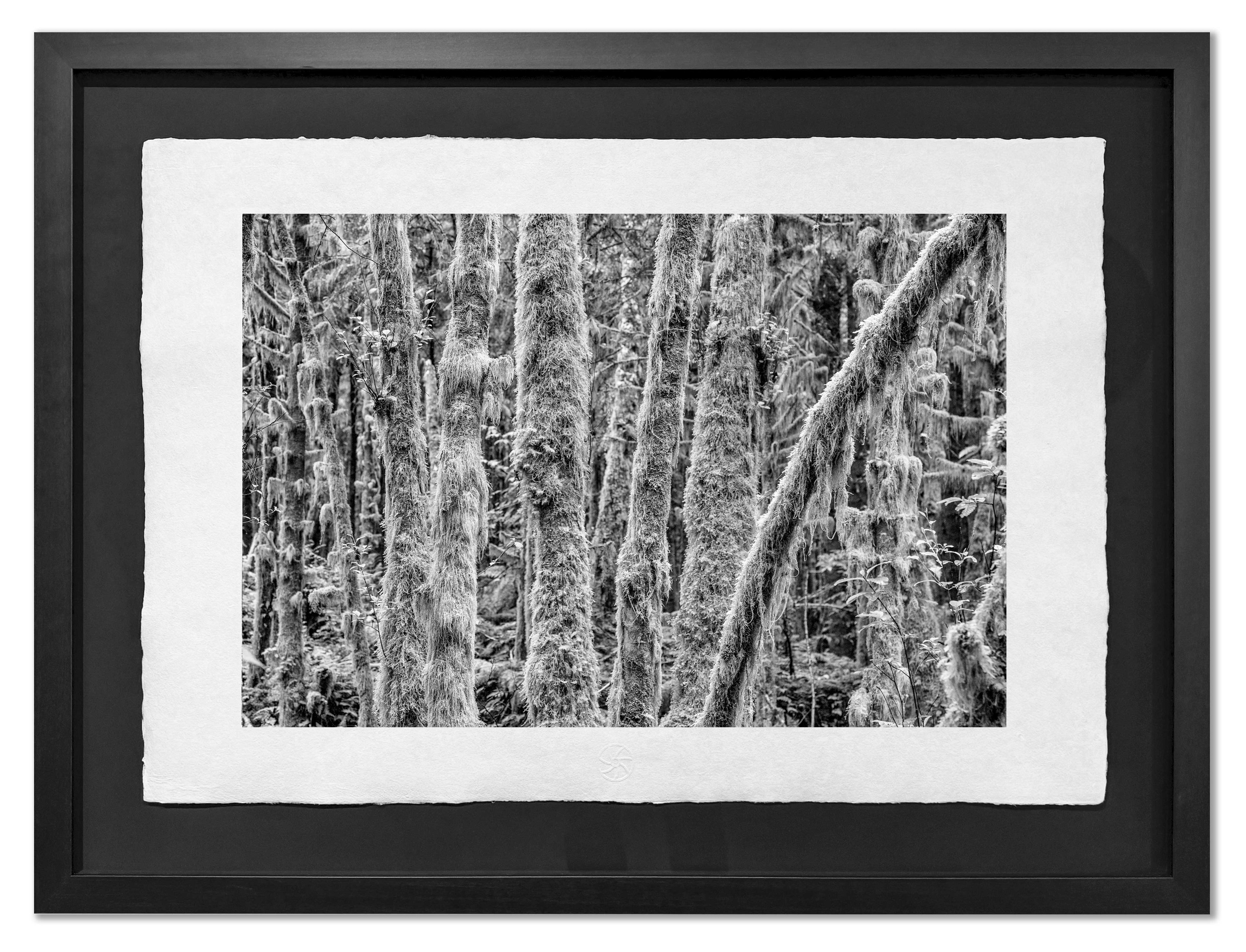 Impenetrable, Forest and Moss, Haida Gwaii, 2012