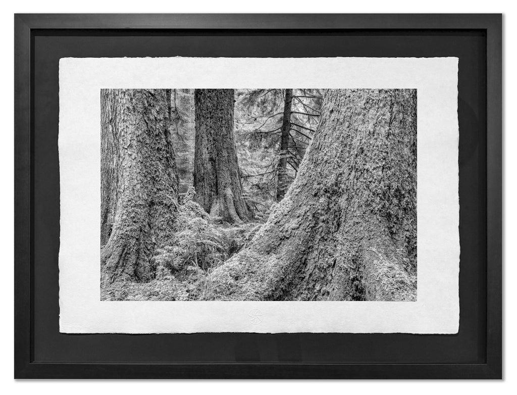 At the Foot of Greatness, Haida Gwaii, 2012