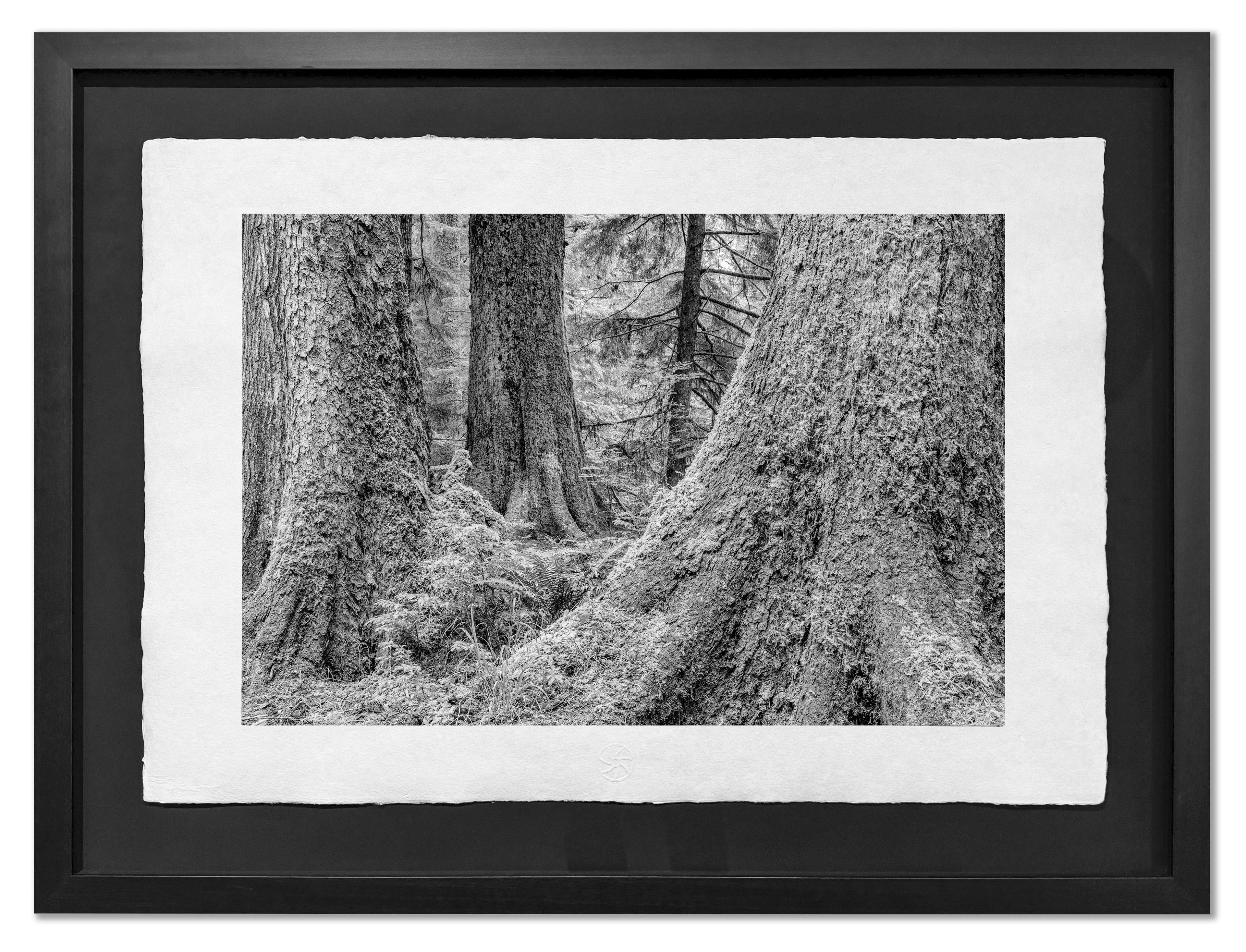 At the Foot of Greatness, Haida Gwaii, 2012