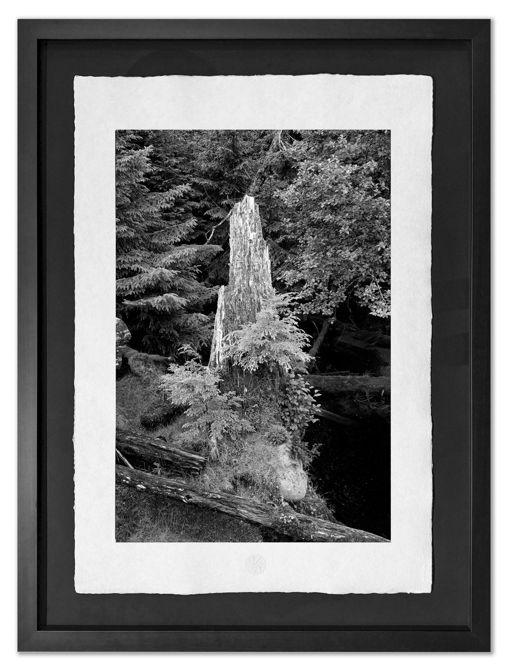 Sitka Spruce Stump, Haida Gwaii, 2012