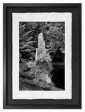 Sitka Spruce Stump, Haida Gwaii, 2012