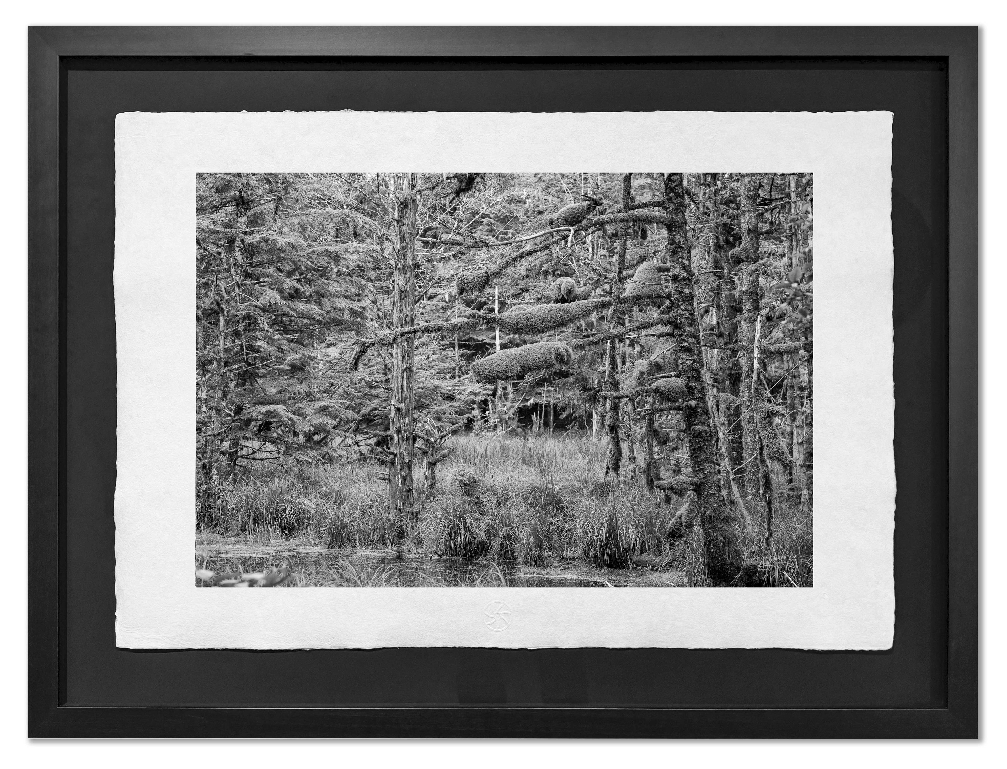 Swamp, Haida Gwaii 2012