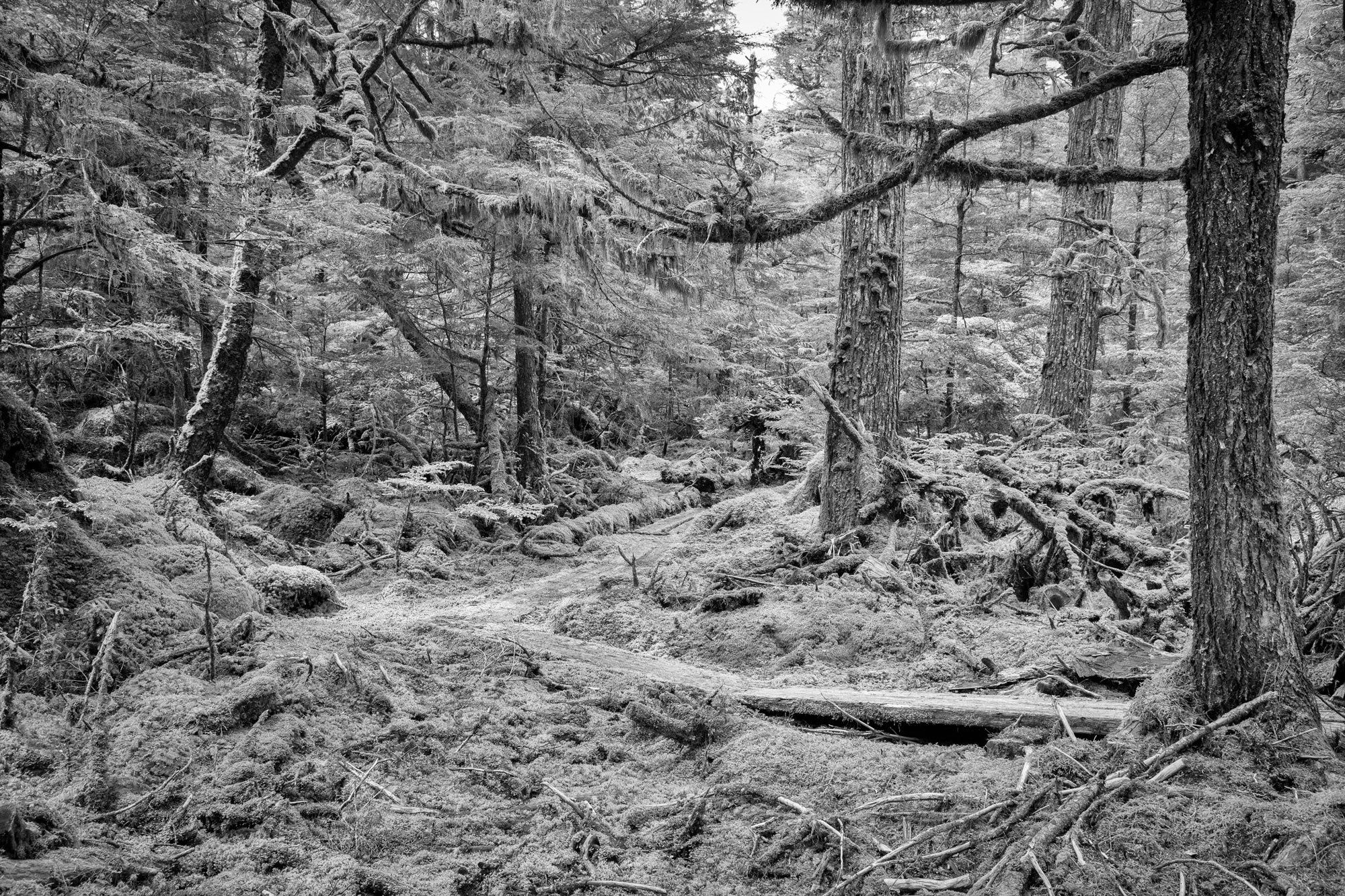 Forest Path, Haida Gwaii, 2012