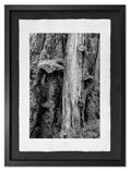 Tree Fungus, Haida Gwaii, 2012